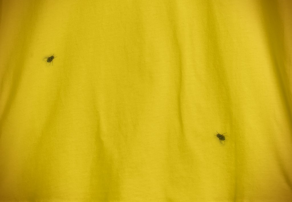 Insekten auf gelben T-Shirt