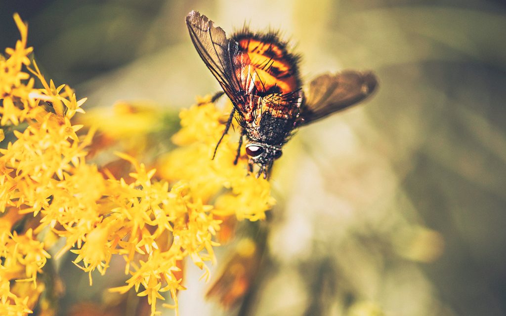 insekten-bluetenbestaeubung